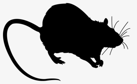 Rat Black Silhouette - Крыса Силуэт, HD Png Download, Transparent PNG