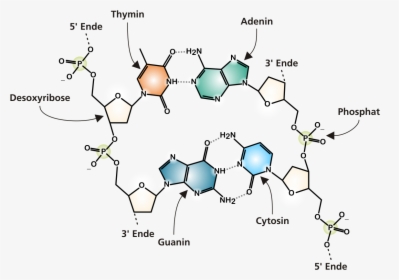 Dna Molecule Png - Chemical Diagram Of Dna, Transparent Png, Transparent PNG