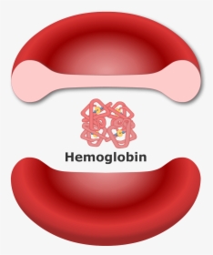 Hemoglobin In A Red Blood Cell, HD Png Download, Transparent PNG