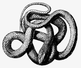 Viper Snake Png - Snake Transparent Black And White, Png Download, Transparent PNG