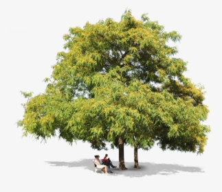 Tipuana Trees People - Honey Locust, HD Png Download, Transparent PNG