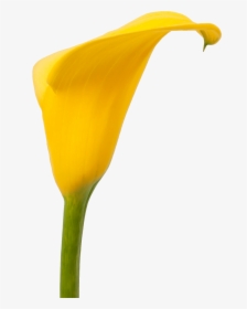 Transparent Fall Flowers Png - Giant White Arum Lily, Png Download, Transparent PNG