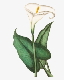 Calla - Calla Lily Flowers Dra2ing, HD Png Download, Transparent PNG