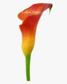 Orange Tinted Flower - Arum, HD Png Download, Transparent PNG
