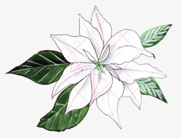 Lillies Drawing Cool Frames Illustrations Hd Images - Lilies Watercolor Hand Drawing, HD Png Download, Transparent PNG