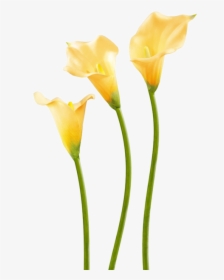 Yellow Calla Lily Flower - Flax-leaved Tulip, HD Png Download, Transparent PNG