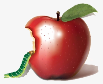 Apple Bobbing Biting Auglis - Apple Insect, HD Png Download, Transparent PNG