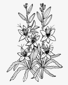 Desert Lily - Desert Willow Flower Drawing, HD Png Download, Transparent PNG