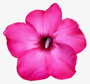 Flower Pink Clip Art Png Image - Desert Rose Drawing, Transparent Png, Transparent PNG