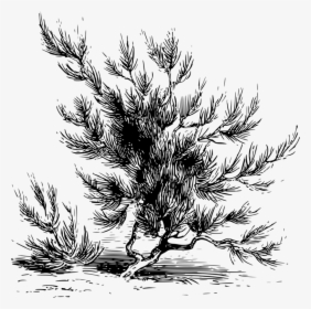 Fir,pine Family,plant - Sahara Drawing, HD Png Download, Transparent PNG