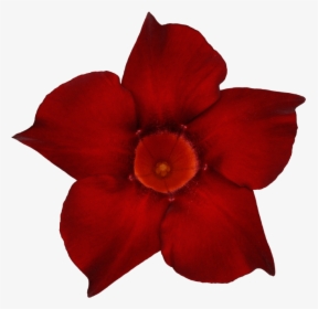 Transparent Dark Flowers Png - Desert Rose, Png Download, Transparent PNG