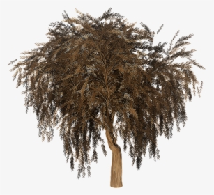 Silhouette Willow Tree Png, Transparent Png, Transparent PNG