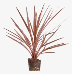 Cabbage Tree - Houseplant, HD Png Download, Transparent PNG