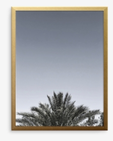 Desert Palm Art Print - Cypress Family, HD Png Download, Transparent PNG