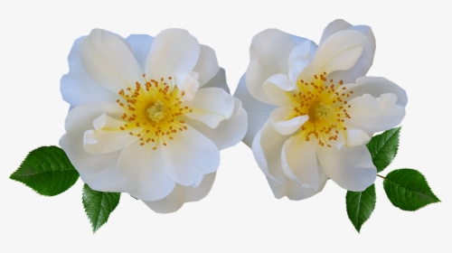 Flowers, Rose, White, Summer - White Summer Flowers Png, Transparent Png, Transparent PNG