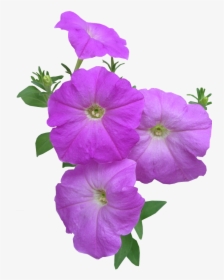 Petunia Flowers Summer Free Photo - Petunia Summer Flowers, HD Png Download, Transparent PNG