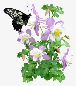 Free Photo Butterfly Flowers Summer Max Pixel - Butterfly And Plant Png, Transparent Png, Transparent PNG