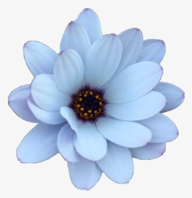 Transparent Daisy Flower Png - Blue Summer Flower Png, Png Download, Transparent PNG