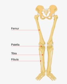 Leg Bone Leg Bones Labeled- - Human Leg Bones, HD Png Download, Transparent PNG