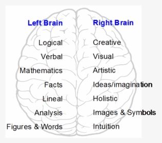 Left And Right Brain Hemispheres, HD Png Download, Transparent PNG