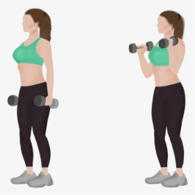 Standing Dumbbell Bicep Curls - Biceps Curl, HD Png Download, Transparent PNG