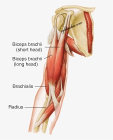 Biceps Brachii, HD Png Download, Transparent PNG