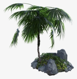 Tropical, Palm, Tree, Rocks, Grass, Summer, Nature - Palm Tree On A Rock Png, Transparent Png, Transparent PNG