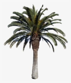 Date Palm Tree Png, Transparent Png, Transparent PNG