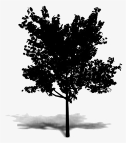 Summer Tree Png Transparent Images - Axonometrie Tree, Png Download, Transparent PNG