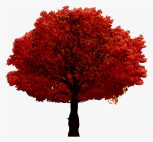 #fall #autumn #tree - Arbre Sur Fond Blanc, HD Png Download, Transparent PNG