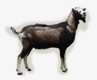 Transparent Young Bucks Png - Goat, Png Download, Transparent PNG