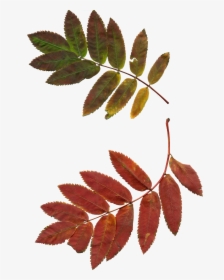 Autumn Rowan Png, Transparent Png, Transparent PNG