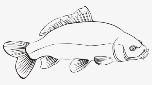 Line Art,beak,fish - Freshwater Fish Black And White Clipart, HD Png Download, Transparent PNG