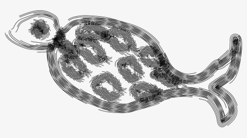 Illustration, HD Png Download, Transparent PNG