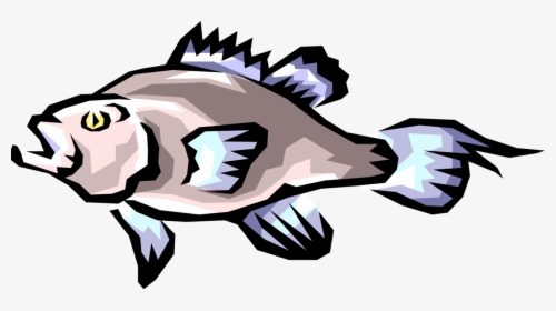 Vector Illustration Of Freshwater Gamefish Fish - Paratenic Host, HD Png Download, Transparent PNG