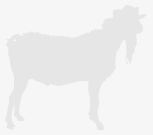 Nl/abc/upload/bokfoto1 Nopicture - Horse, HD Png Download, Transparent PNG