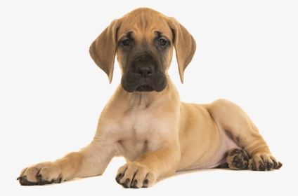 Transparent Puppy Png - Great Dane Puppy, Png Download, Transparent PNG