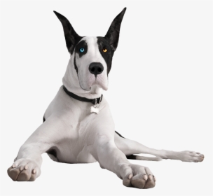 Your Cart Is Empty - Pergo The Great Dane, HD Png Download, Transparent PNG