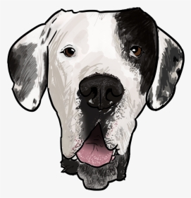 Dog Great Dane Drawings Looking At You, HD Png Download, Transparent PNG