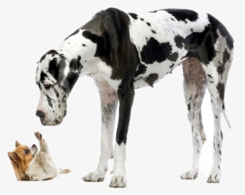 Big And Small Dog, HD Png Download, Transparent PNG