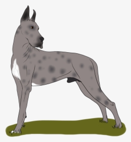 Great Dane Dog Breed Non-sporting Group - Old English Terrier, HD Png Download, Transparent PNG