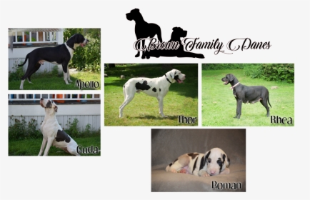 Picture - Great Dane, HD Png Download, Transparent PNG