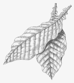 Tobacco Leaves Drawing - Tobacco Plant Transparent Drawing, HD Png Download, Transparent PNG