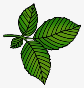 Leaves Clipart Tobacco Leaf - Cartoon Elm Leaf, HD Png Download, Transparent PNG