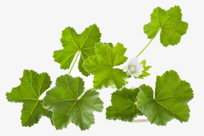 White Mallow Leaves, HD Png Download, Transparent PNG