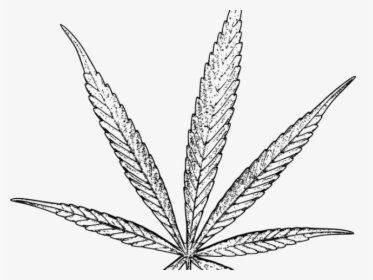 Drawn Weed Tobacco Leaf - Weed Leaf Drawing Png, Transparent Png, Transparent PNG