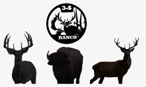 3s Ranch - Black And White Deer Herd, HD Png Download, Transparent PNG