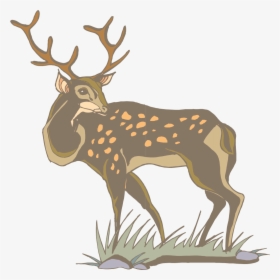 Transparent Whitetail Deer Png - White Tailed Deer Clipart Gif, Png Download, Transparent PNG