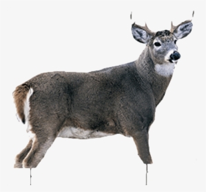 White Tail Buck, HD Png Download, Transparent PNG