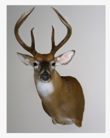Deer Mount Png - Elk, Transparent Png, Transparent PNG
